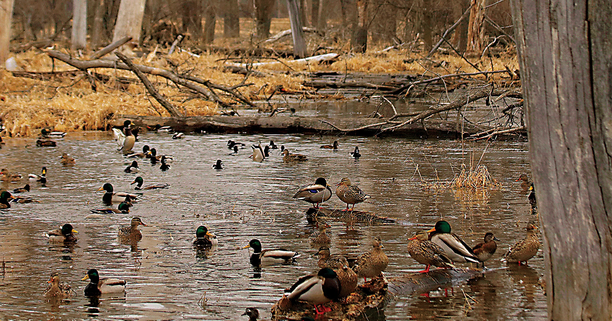 Mallard men's classic duck boot store